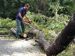 Best Tree Trimming and Pruning  in Sartell, MN