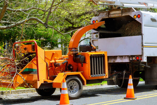 Why Choose Our Tree Removal Services in Sartell, MN?