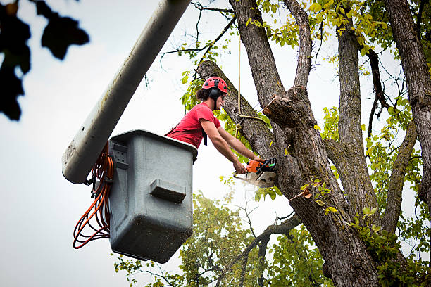 Reliable Sartell, MN Tree Services Solutions